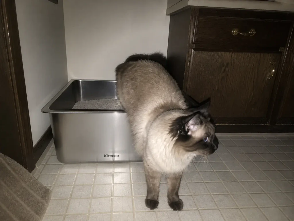 High sided stainless steel litter box in a bathroom corner with a cat stepping out over the rim