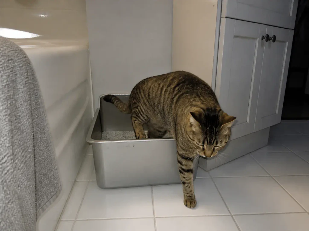 High-sided stainless steel litter box in a small bathroom corner with a cat stepping over the rim