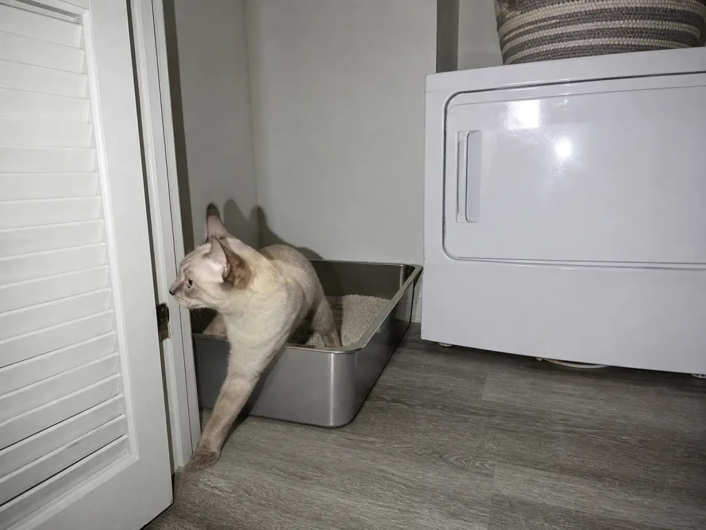Stainless steel high-sided litter box in a laundry closet with a cream point cat stepping out