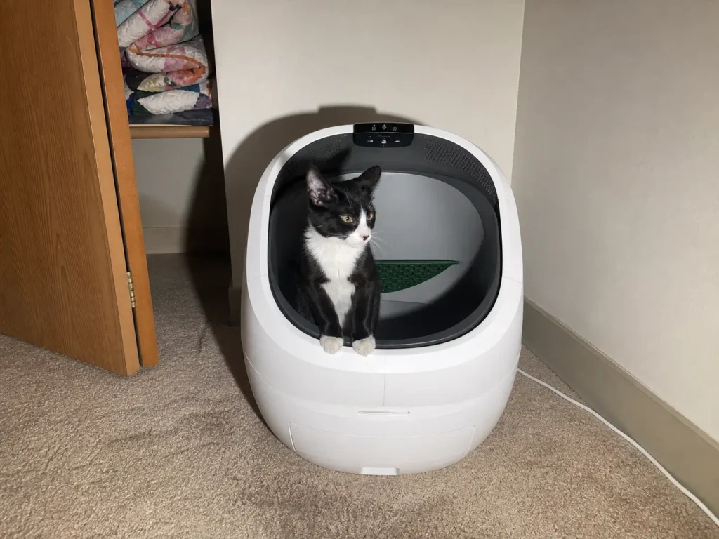 A kitten sitting in the entrance of an open-top automatic litter box instead of using it