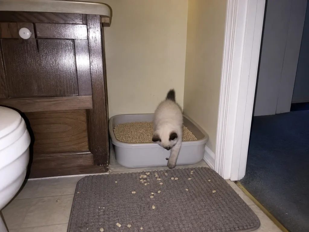 A kitten stepping out of a low-sided litter box with a paw lifted, shot with direct flash