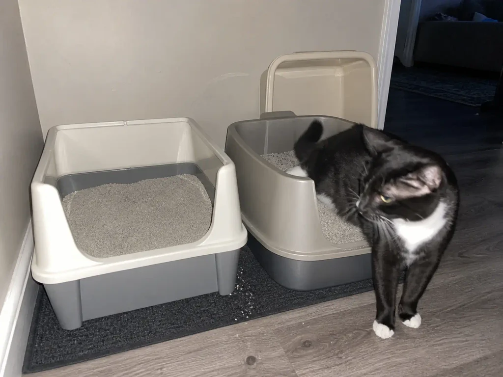 Open litter box and hooded box with the lid removed running side by side during a transition