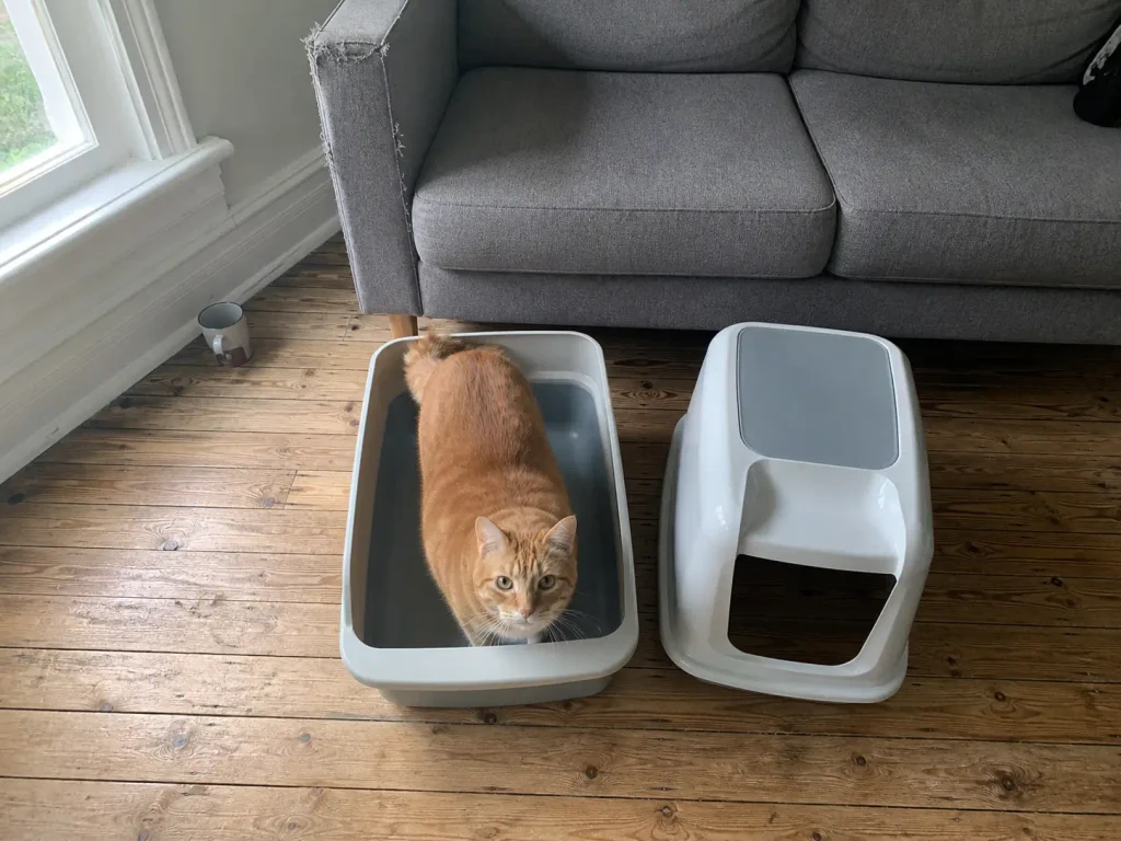 Large ginger cat filling a small litter box, showing how little floor area the pan really has