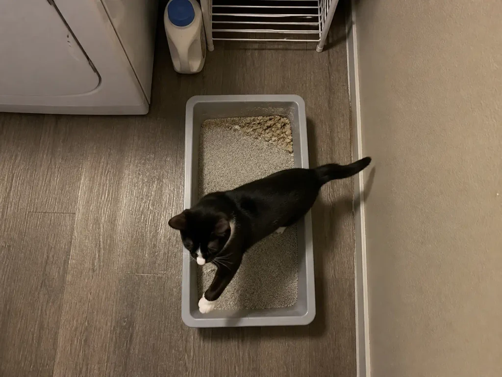 Overhead view of a cat turning inside a narrow litter box with no room to complete the arc