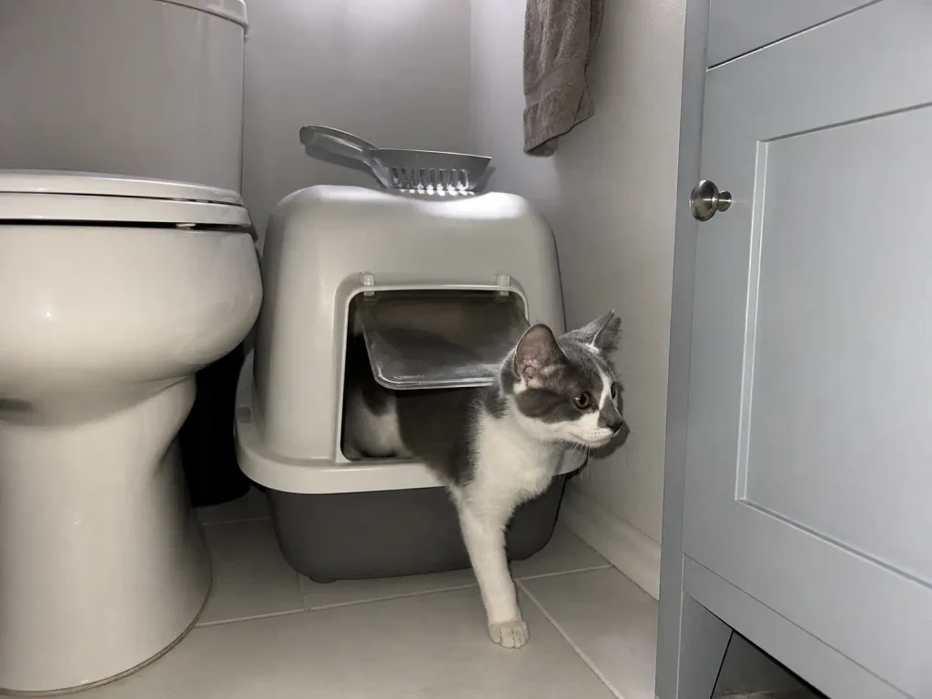 A litter scoop resting on the rim of a covered litter box in a small windowless bathroom