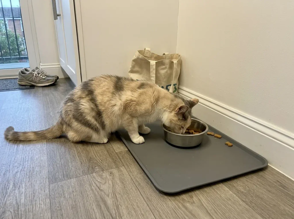 Silicone feeding mat with raised edge pushed against a skirting board with a cat bowl on it