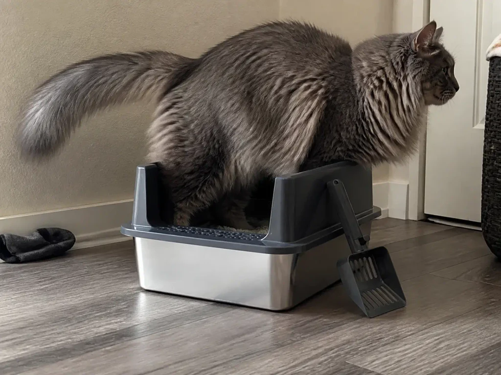 Large cat standing in a small steel litter box with no room to turn, showing the size problem