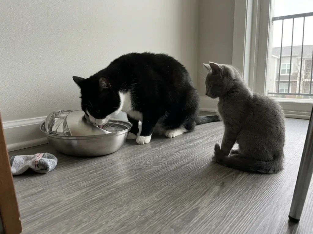 Small stainless cat fountain on an apartment floor with two cats waiting their turn to drink