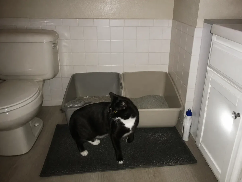 Two litter boxes lined up side by side against one bathroom wall