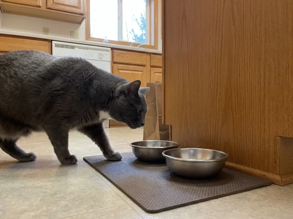 Two stainless steel cat bowls set down on a kitchen floor with a grey cat approaching one