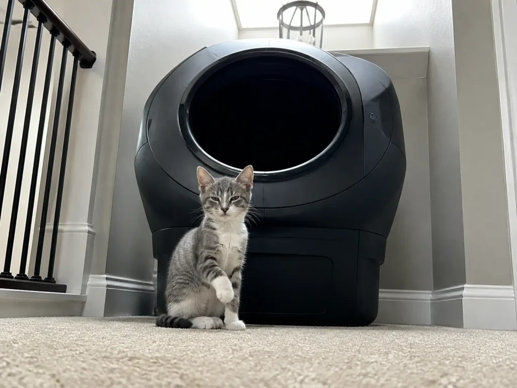 A half-grown grey kitten sitting on a landing carpet in front of a closed automatic litter box