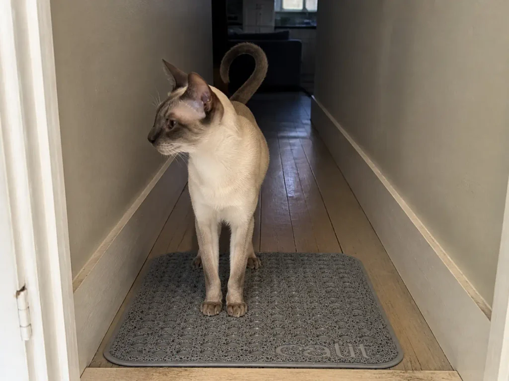 Small rectangular litter mat laid at a bathroom threshold in a hallway too narrow for a full-size mat