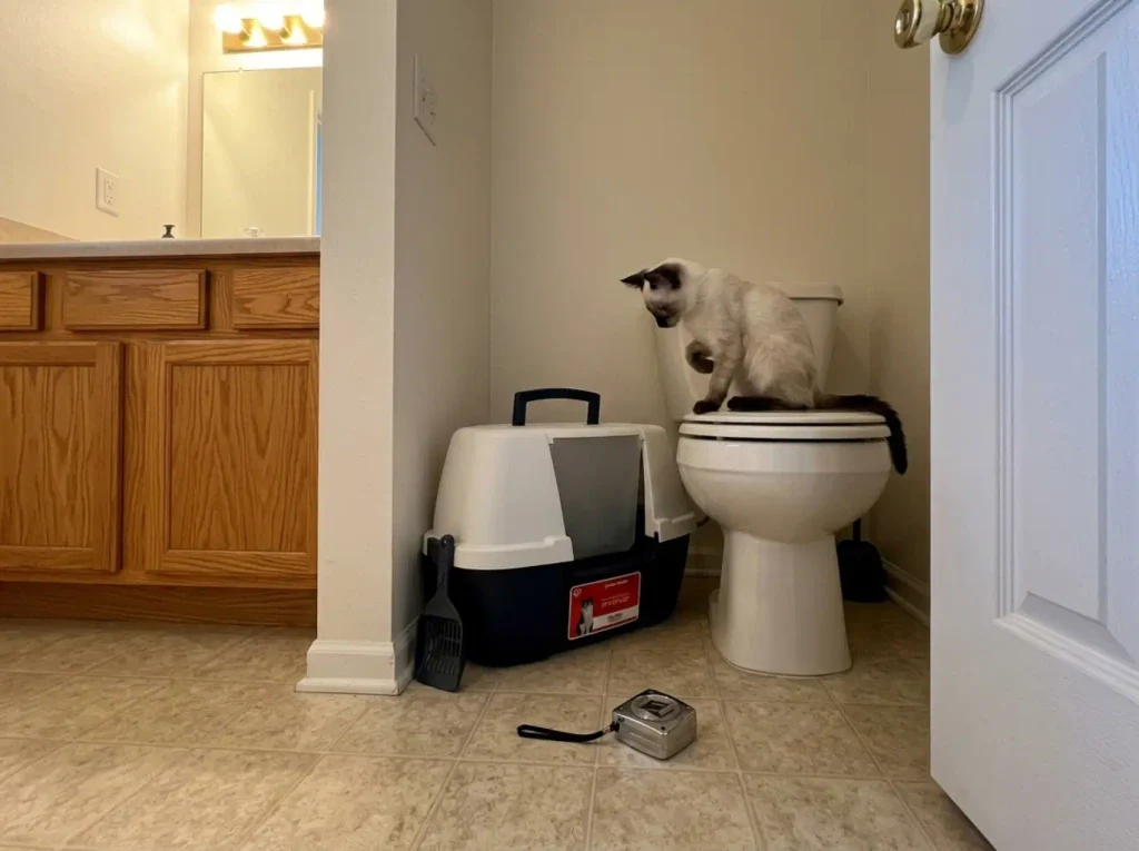 Corner litter box fitted into the triangle of floor between a toilet and a bathroom wall