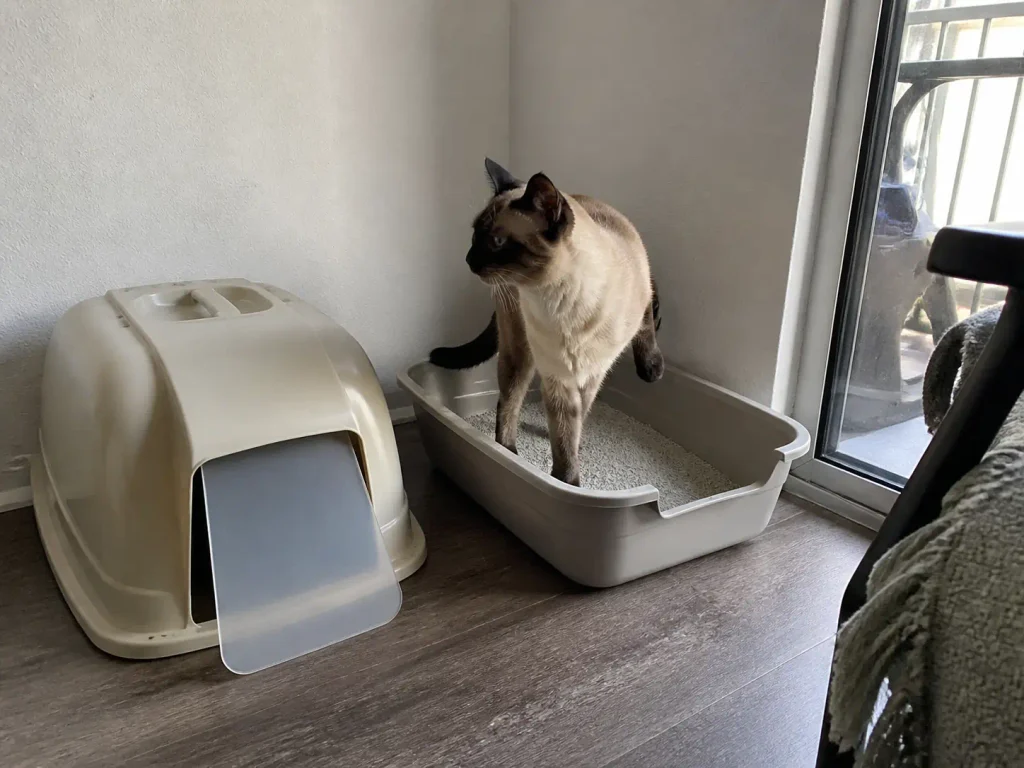 Litter box hood set aside on the floor next to the now open box with a cat inside
