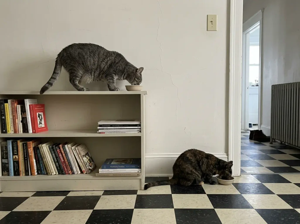 One cat eating on a shelf and another on the floor in the same small room