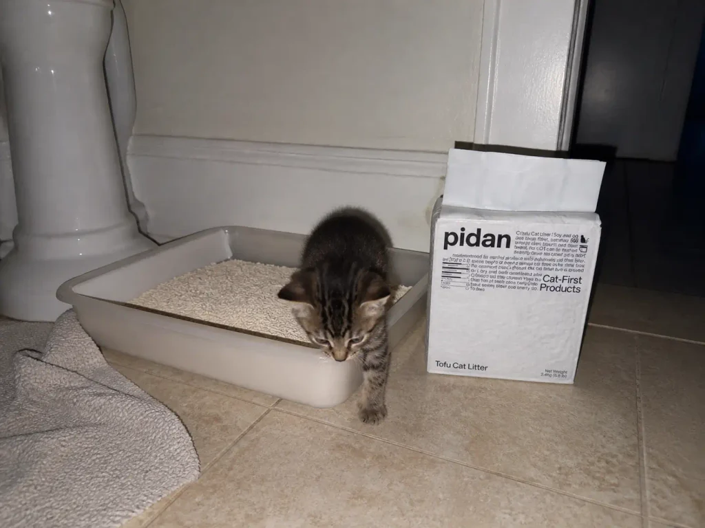 A bag of tofu cat litter beside a low-sided litter box with a kitten stepping out of it