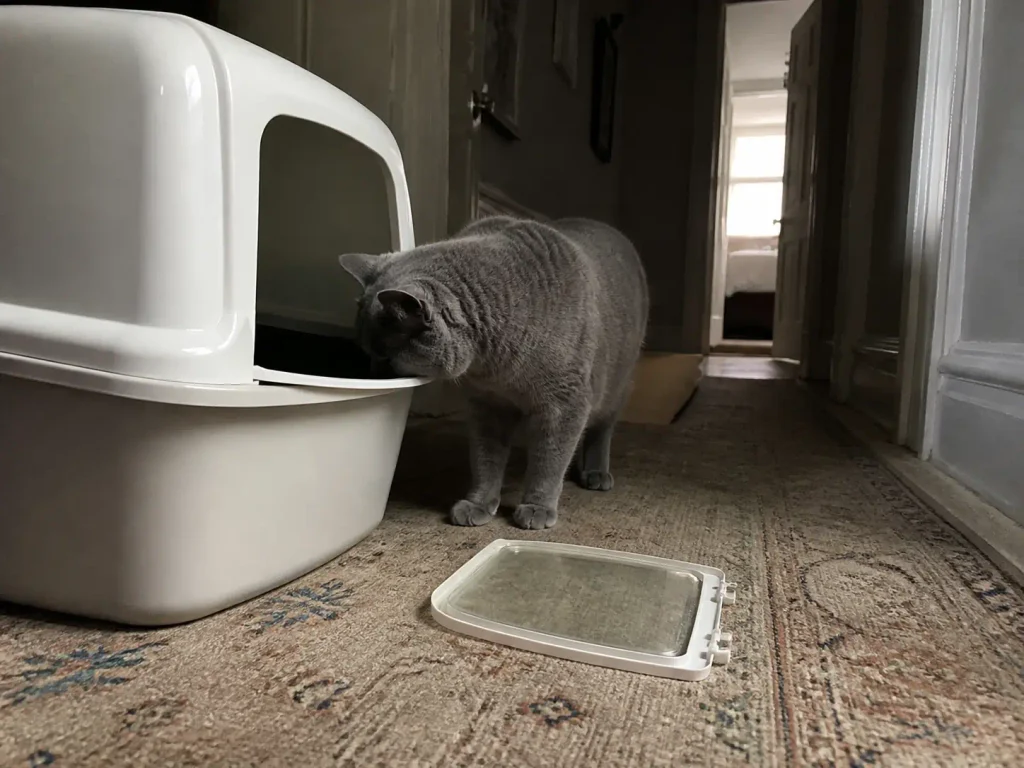 A removed litter box flap door lying on the floor beside an open-fronted hooded box