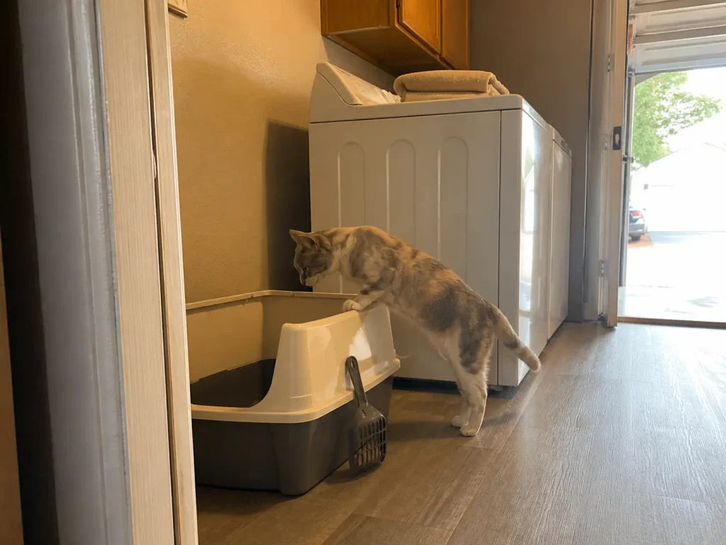 Older cat pausing with front paws on the high side wall of an open-top litter box
