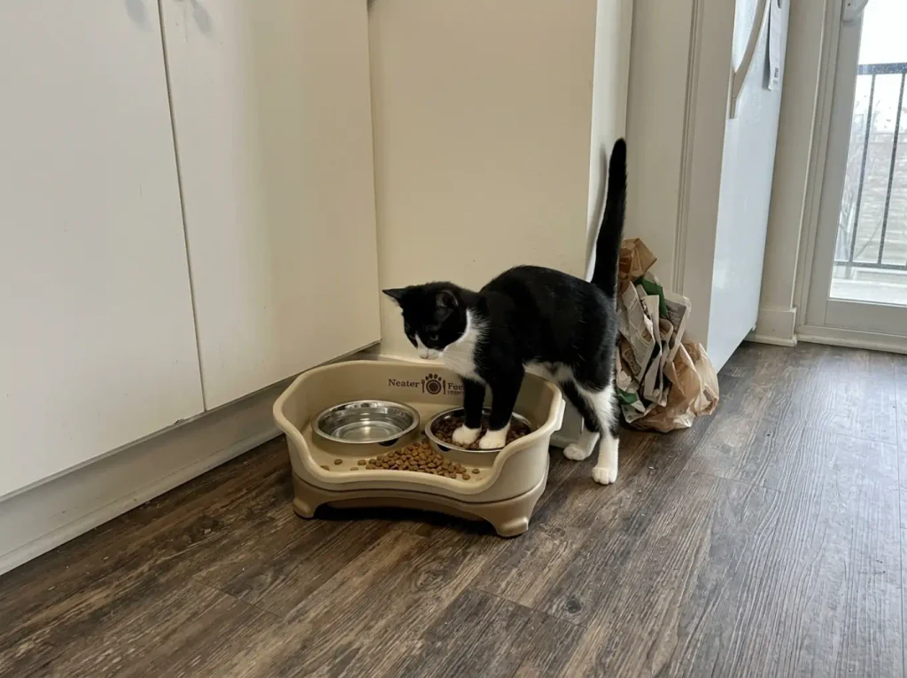 Neater Feeder Express tray feeder in a rental kitchen corner with a young cat eating from it