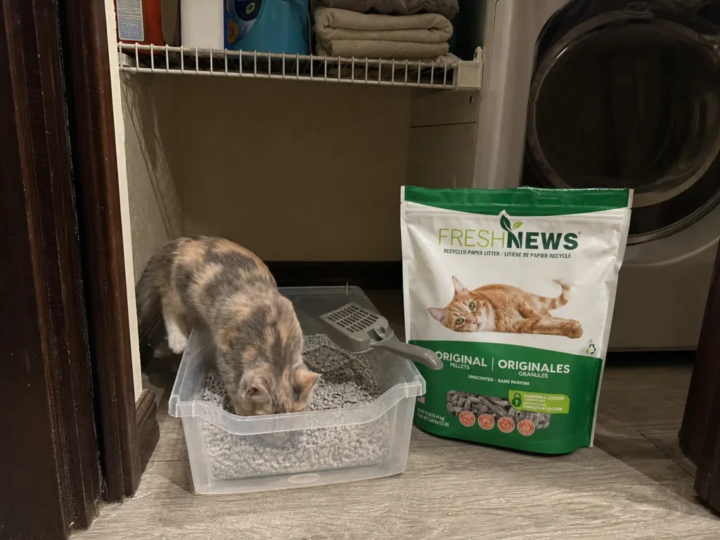 Bag of non-clumping paper pellet litter beside a clear storage bin used as a kitten litter box