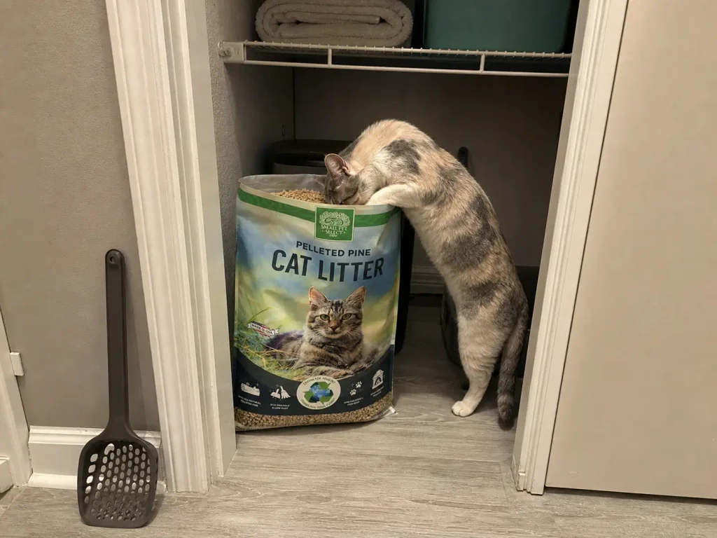 Bag of pine pellet cat litter open on the floor of a rental hallway closet with a cat beside it