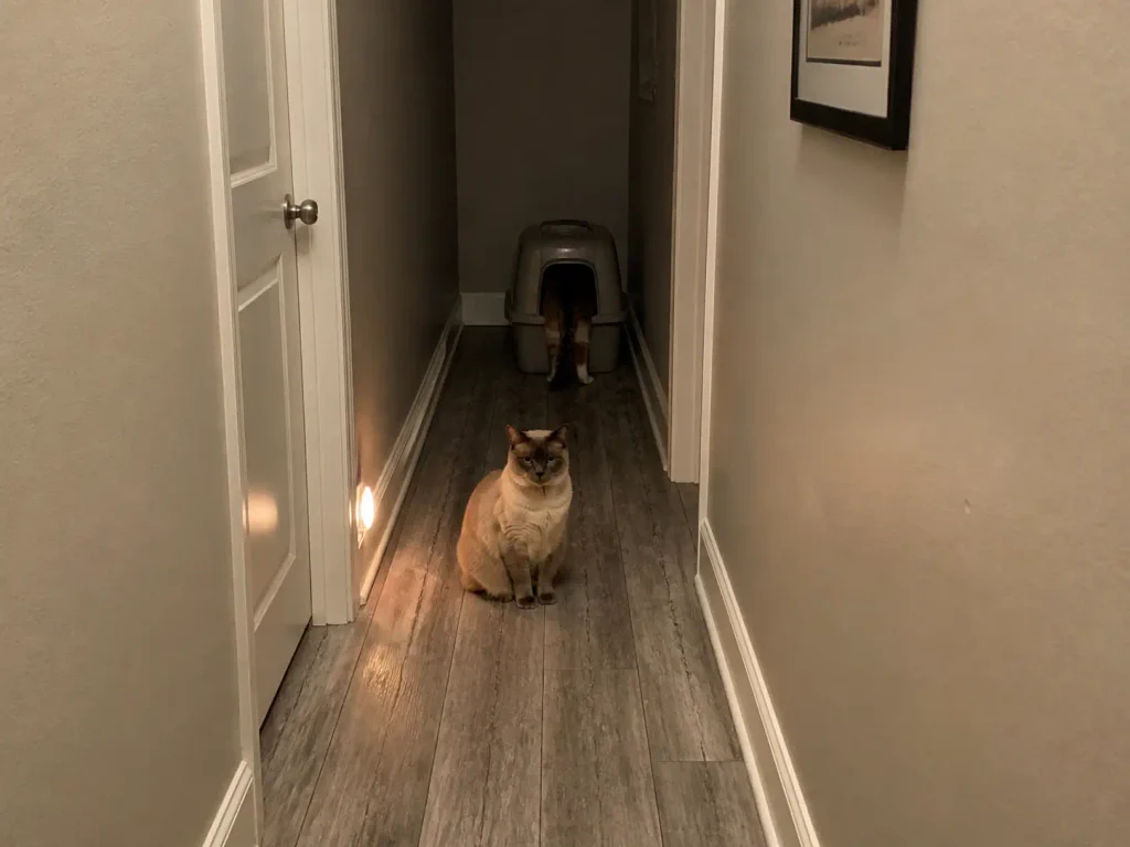 One cat waiting in a hallway while another uses a covered litter box at the far end
