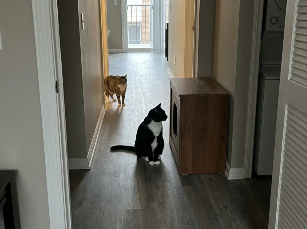 One cat sitting close to the single entrance of a litter enclosure while another waits