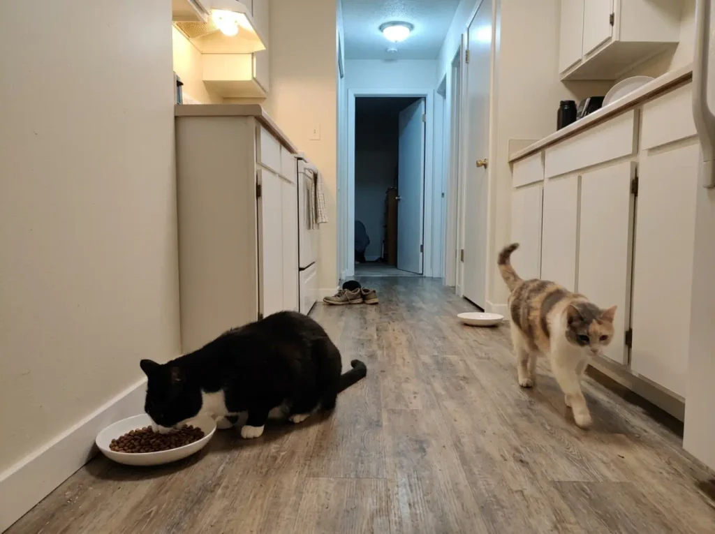 Two wide shallow ceramic cat bowls placed far apart on a kitchen floor with a cat at each
