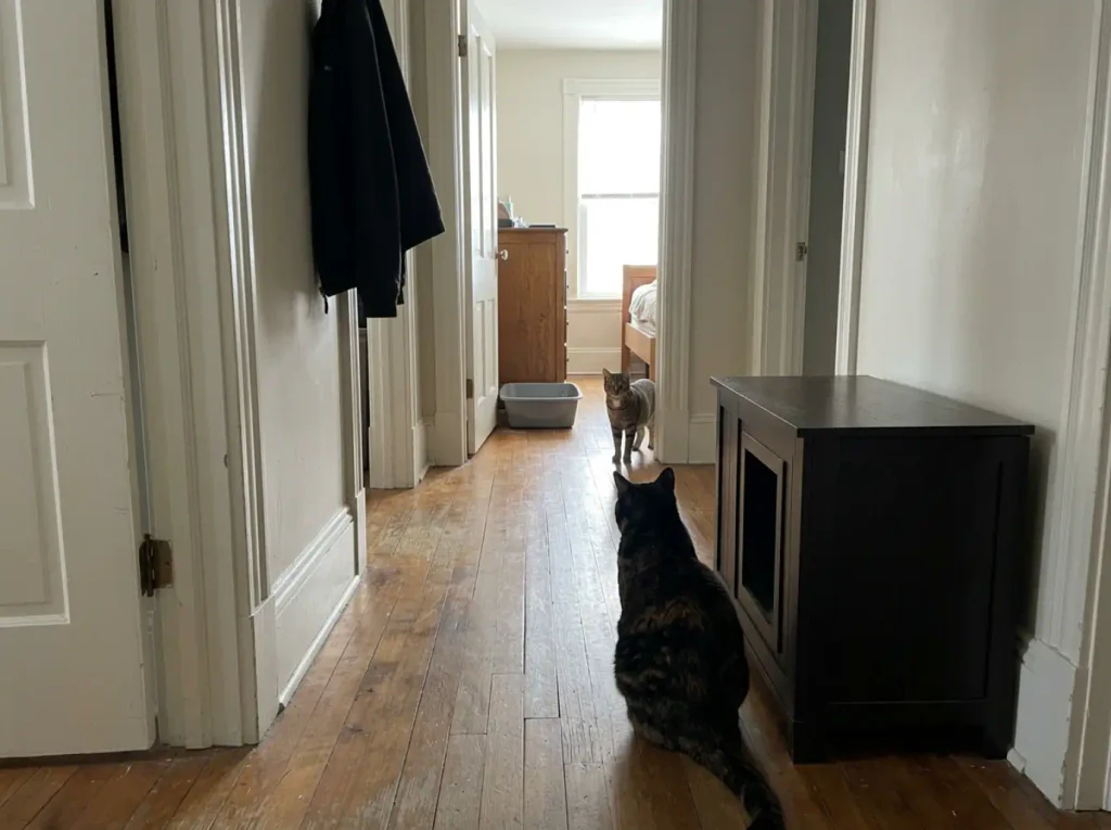 Two litter boxes in two separate rooms of an apartment with two cats nearby