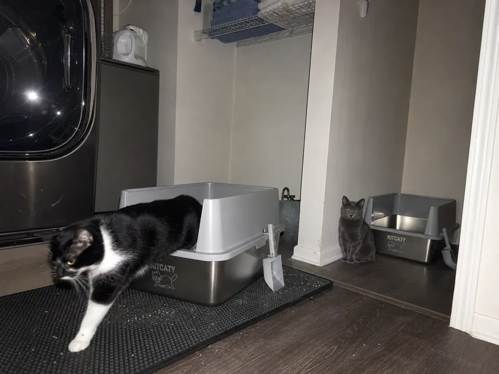 Two stainless steel litter boxes set apart in a utility corner with two cats, one at each box