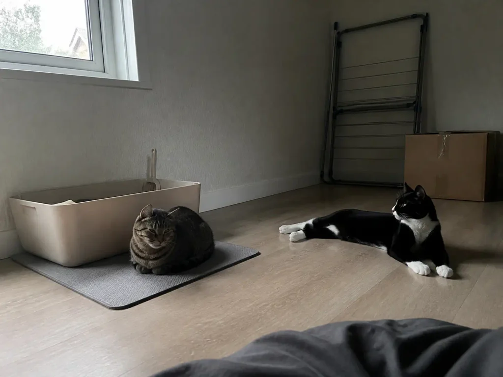 Two cats resting together beside a litter box in a bedroom corner