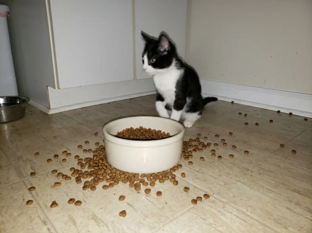 Kibble scattered across the floor around a narrow deep cat food bowl