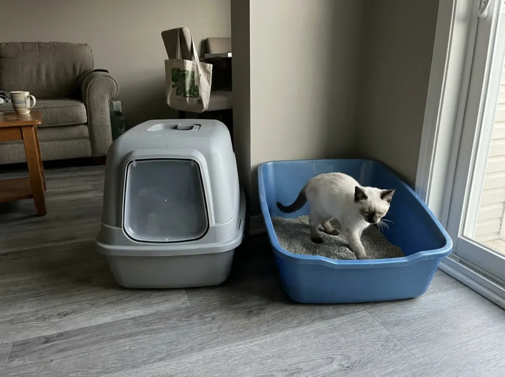 Covered litter box and open litter box side by side for a cat to choose between