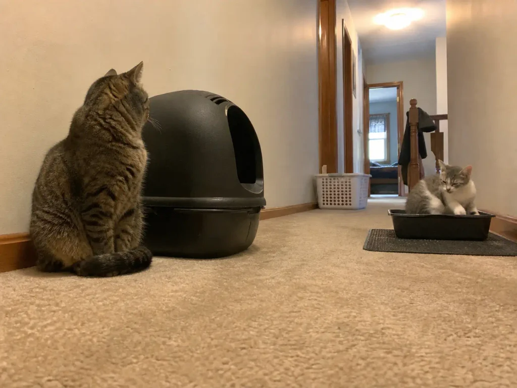 An adult cat and a kitten in a hallway with an automatic litter box and a plain tray