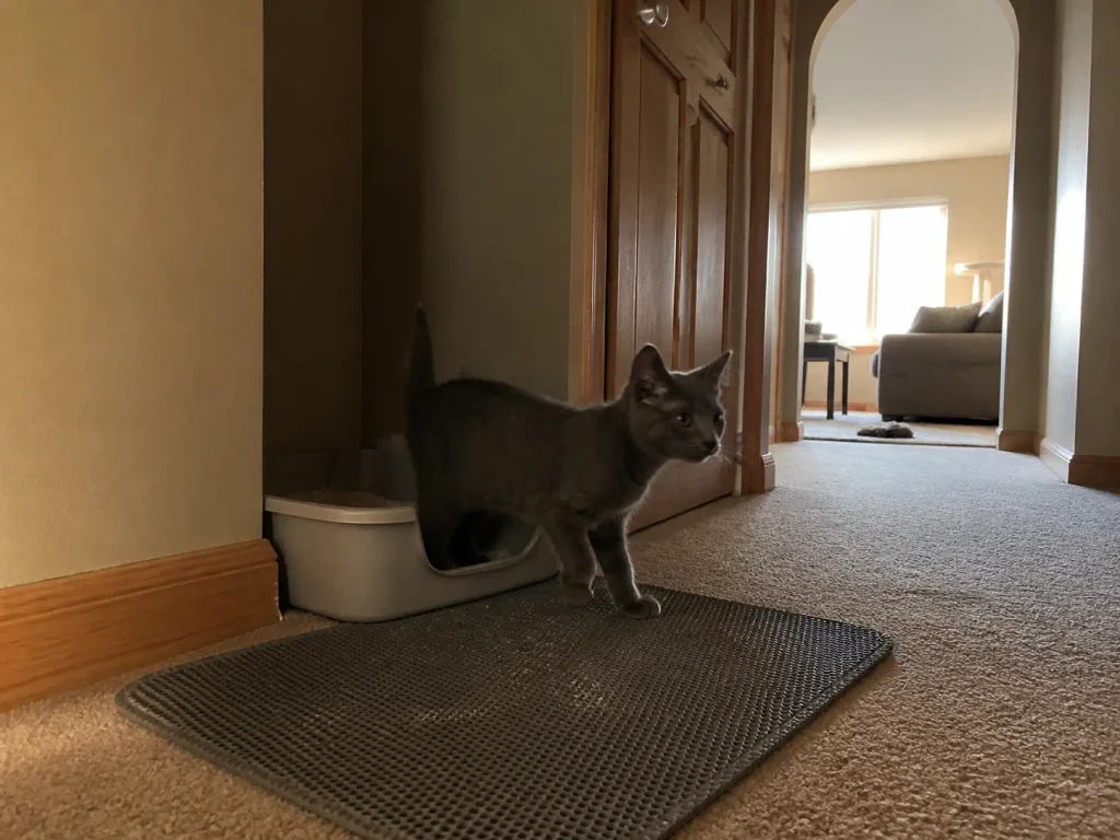 Kitten stepping through the low front cutout of a shallow litter box in a hallway corner