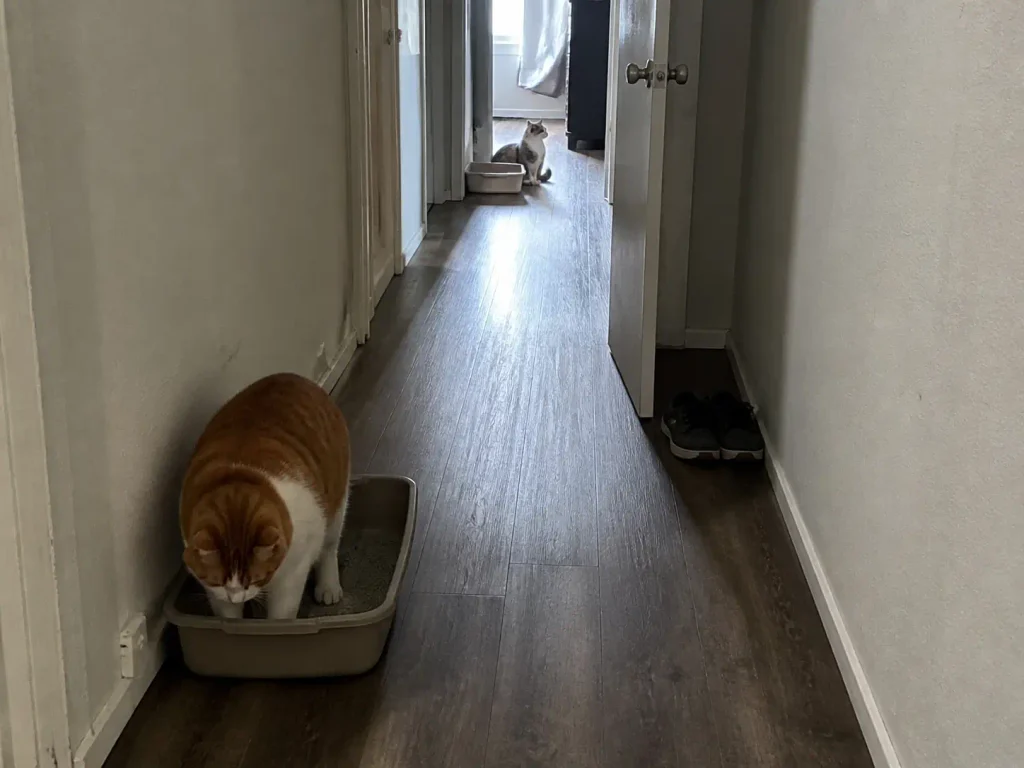 Two litter boxes side by side along a rental hallway wall with two cats nearby