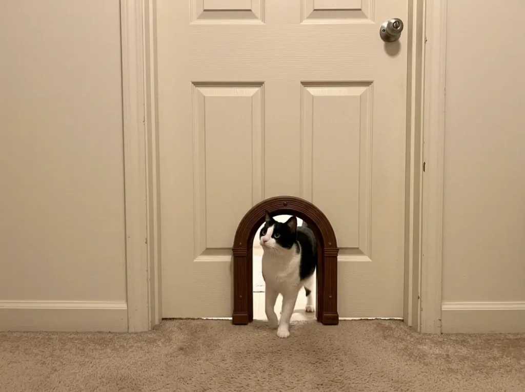 No-flap cat door cut into a closed bathroom door with a cat stepping through the opening