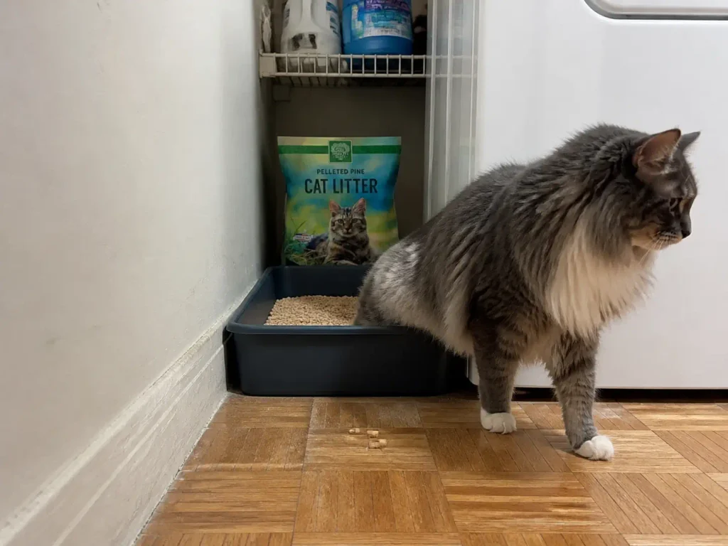 Pine pellet cat litter in a box beside a washing machine with almost no scatter on the floor