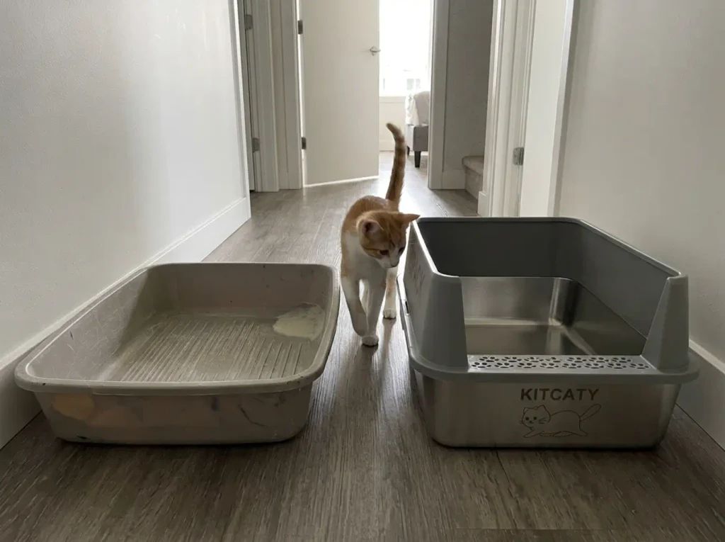 Scratched old plastic litter box beside a new stainless steel one, showing when to replace instead of rewash