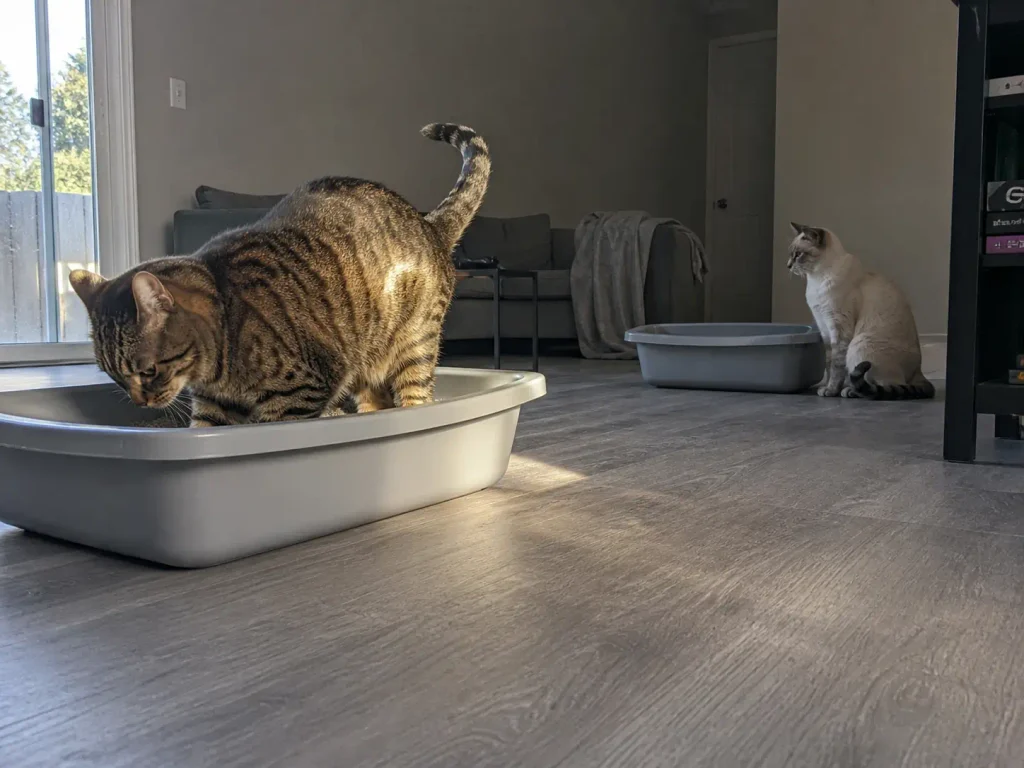 Two litter boxes side by side in a living room with two cats using the space