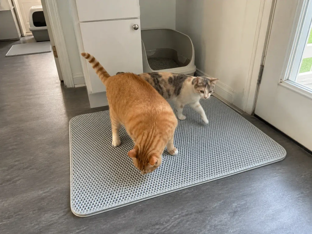 Two cats crossing a large honeycomb litter mat in front of the busiest box in the house