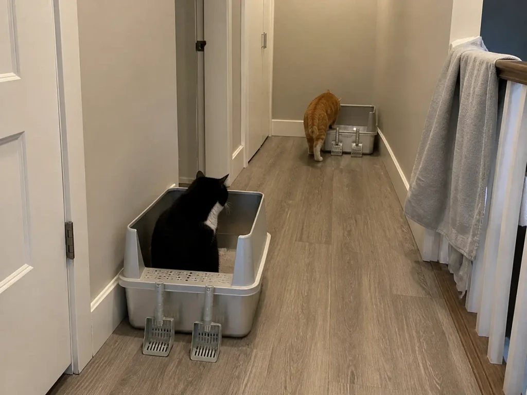 Two cats and two high sided stainless litter boxes placed apart on a townhouse landing