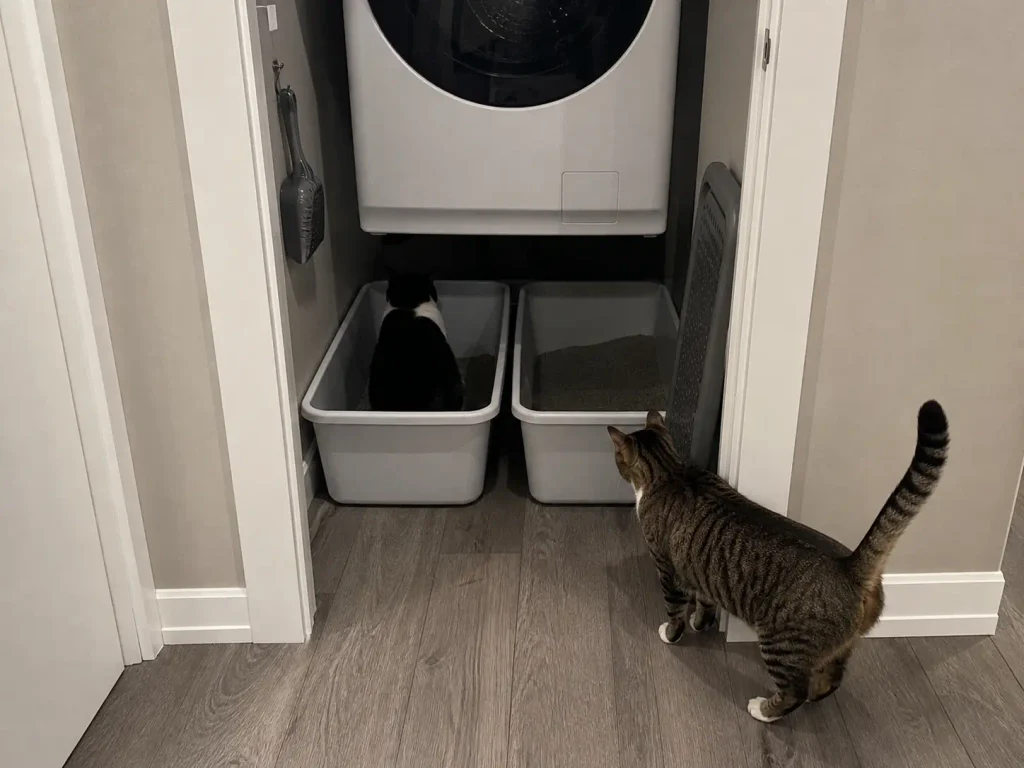 Two litter boxes side by side in a rental laundry alcove with two cats using the space