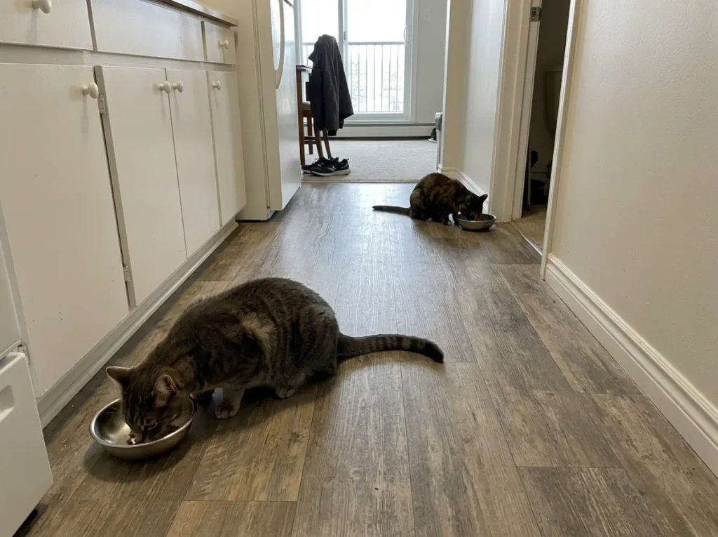 Two matching stainless cat bowls placed apart along a wall with two cats eating separately