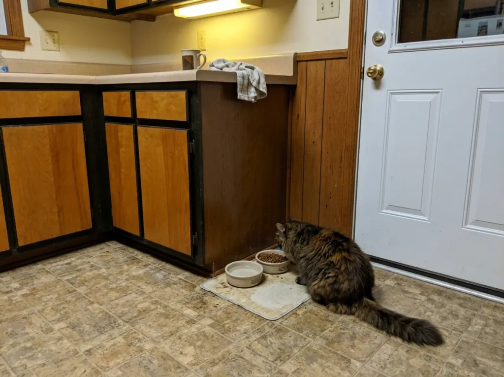 Cat food and water bowls on a kitchen floor beside a doorway, the corner where a litter box does not belong