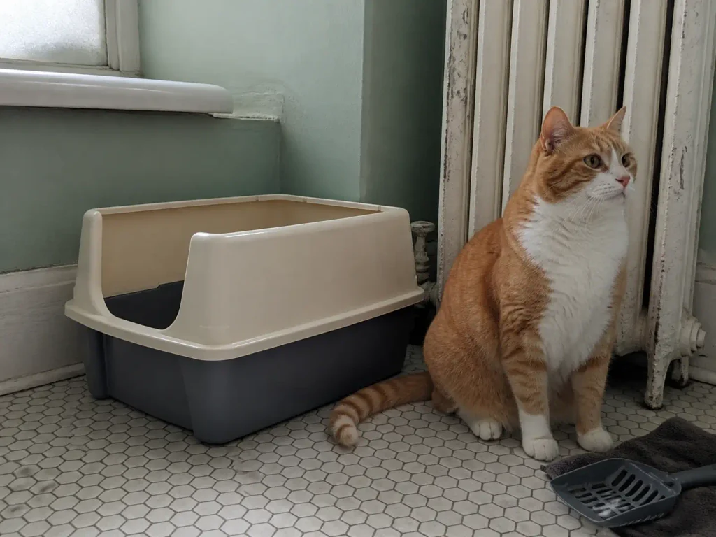 Plain open plastic litter box in a bathroom corner with an orange cat sitting alongside it