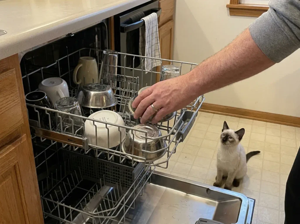 Cat bowls loaded on the top rack of an open dishwasher next to evening dishes
