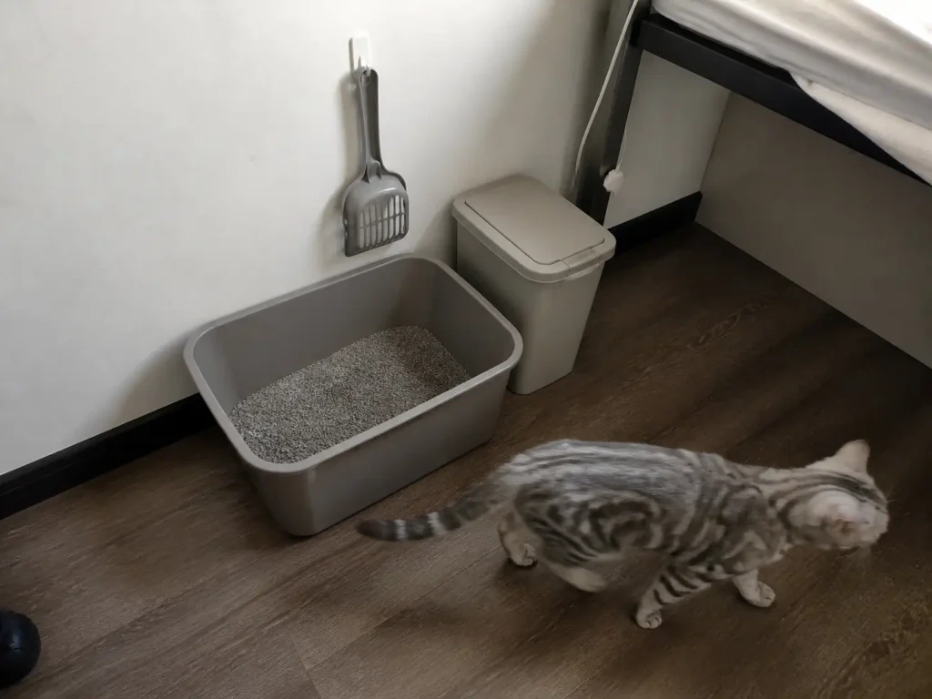 Scoop hanging on a hook beside a litter box with a small lidded bin next to it