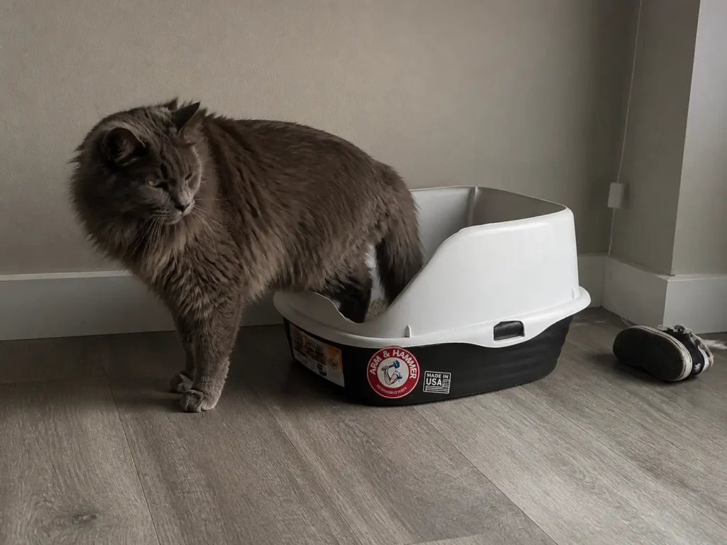 One cat guarding the entrance of an automatic litter box in a narrow utility closet