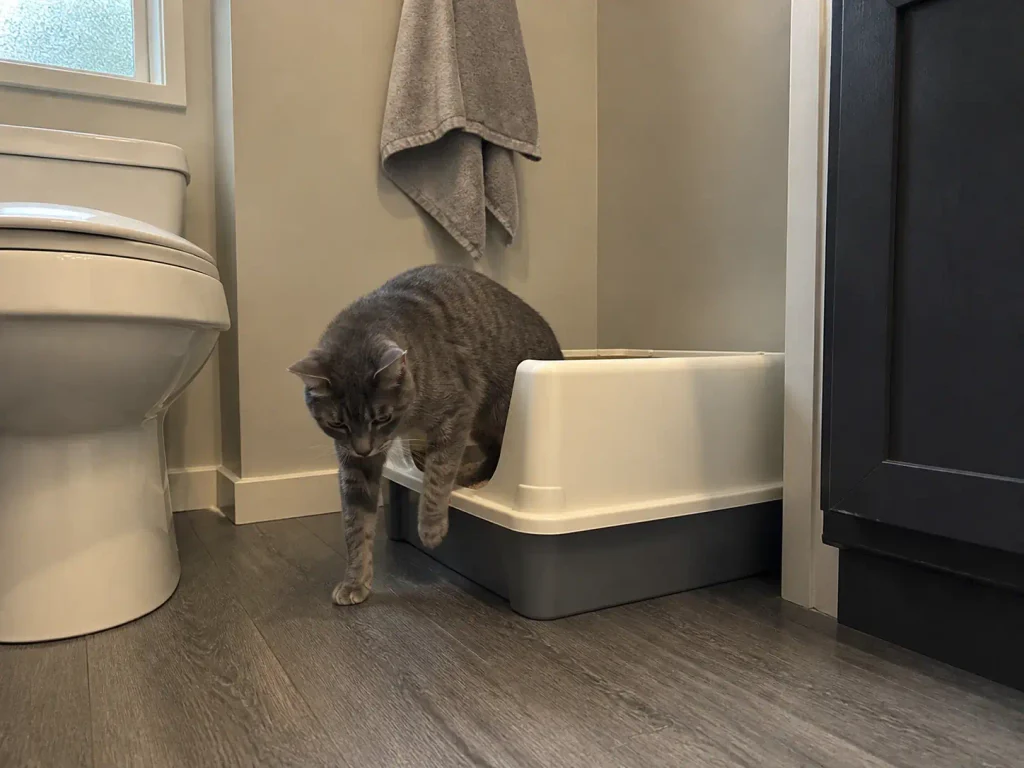 An old cat stepping over the low cut-out entry of a high sided litter box in a half bath